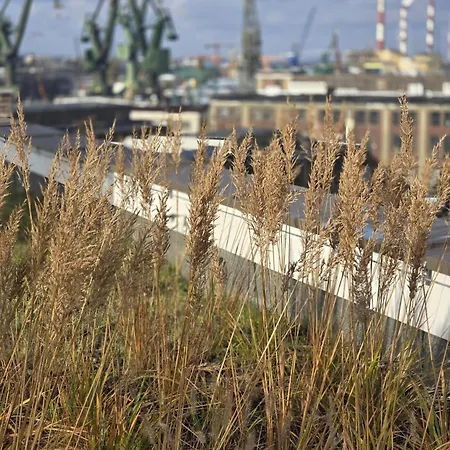 żurawie U Królika Gdańsk