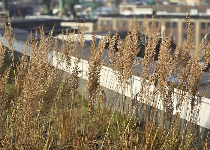 żurawie U Królika Gdańsk